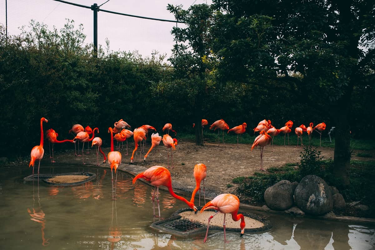 Ueno Zoo, Taito, Japan - Photographer Charles Deluvio