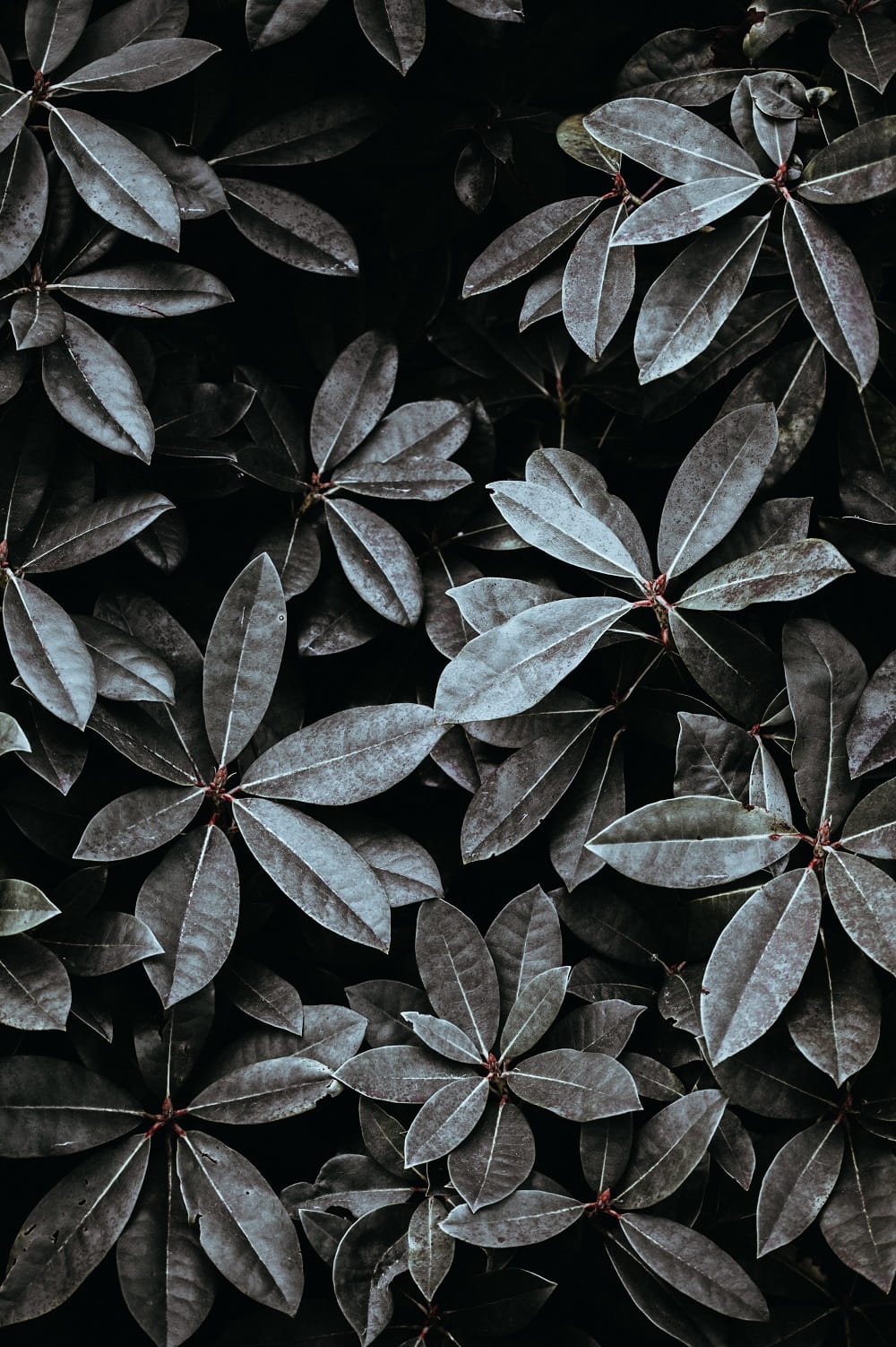 Exbury Gardens, Hampshire, England - Photographer Annie Spratt Botanical Gardens & Tropical Plants Photography