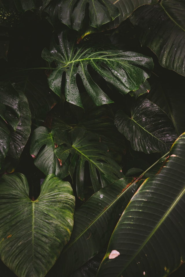 Botanical Gardens & Tropical Plants Photography