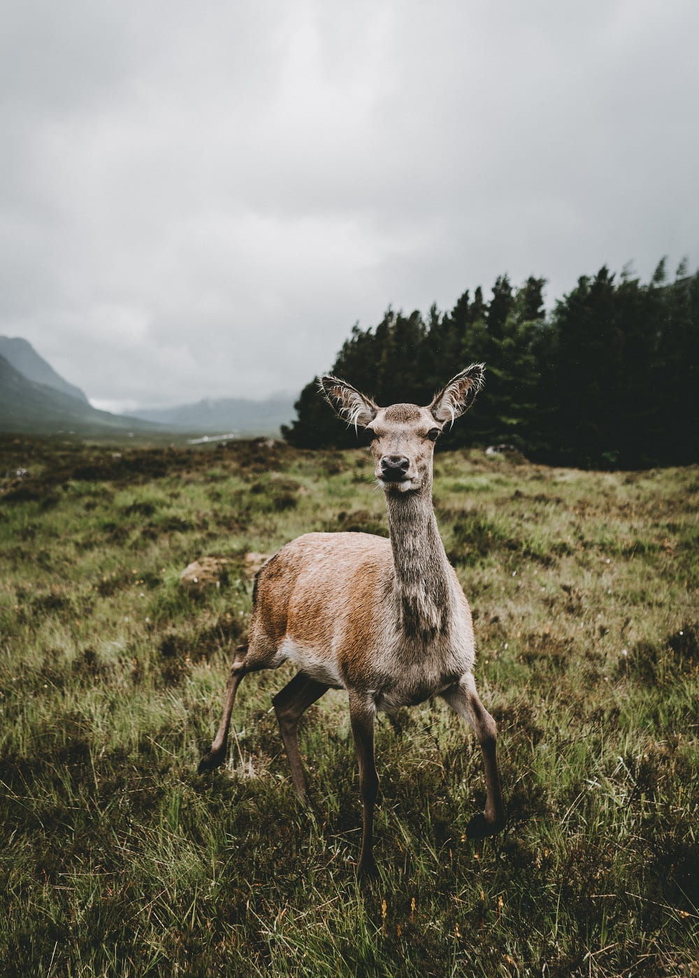 Photographer Hollie Harmsworth - Glencoe, Scottish Highlands, United Kingdom