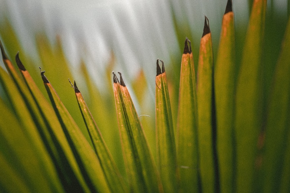 Tropical Leaves - Photographer Jakob Owens