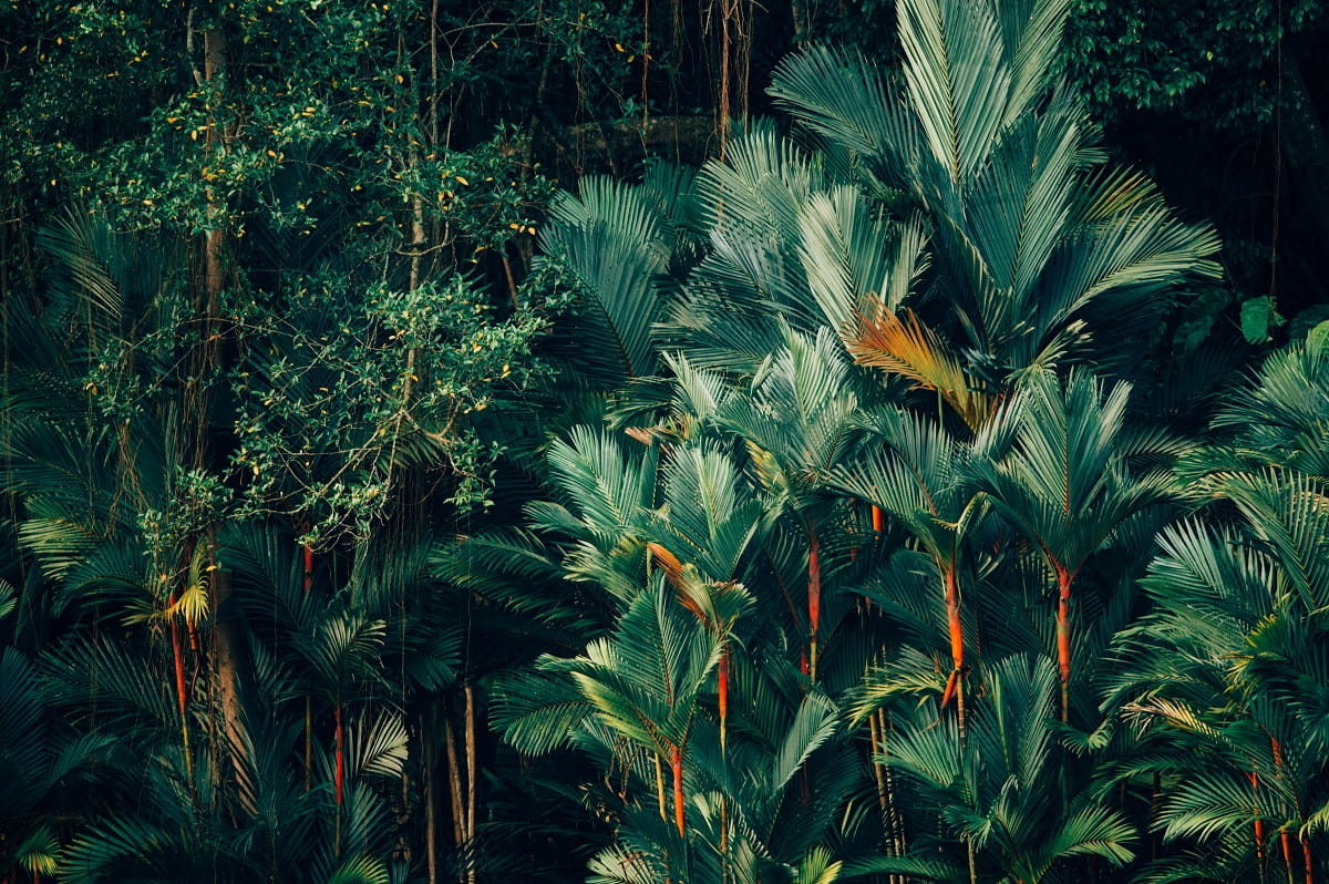 Photographer Chuttersnap - Singapore Rainforest & Jungle Photography