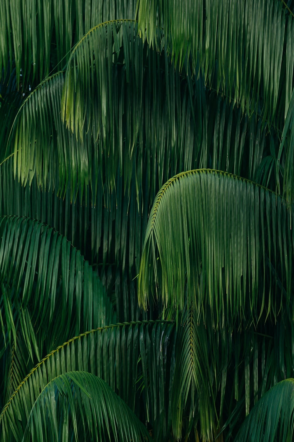 Rainforest & Jungle Photography Photographer Chuttersnap - Singapore  