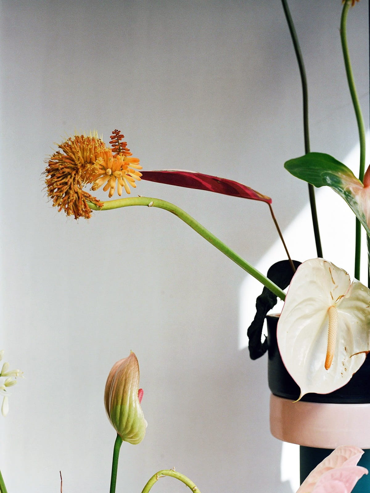 Flower Arrangements by Carolina Spencer
