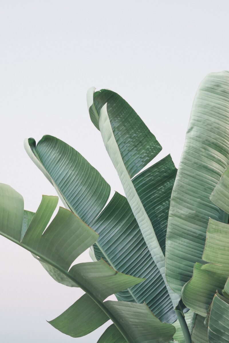 Banana Leaves Photography - Travel - Design. / Visual.